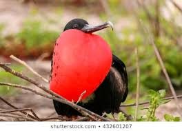 frigate bird costly signal