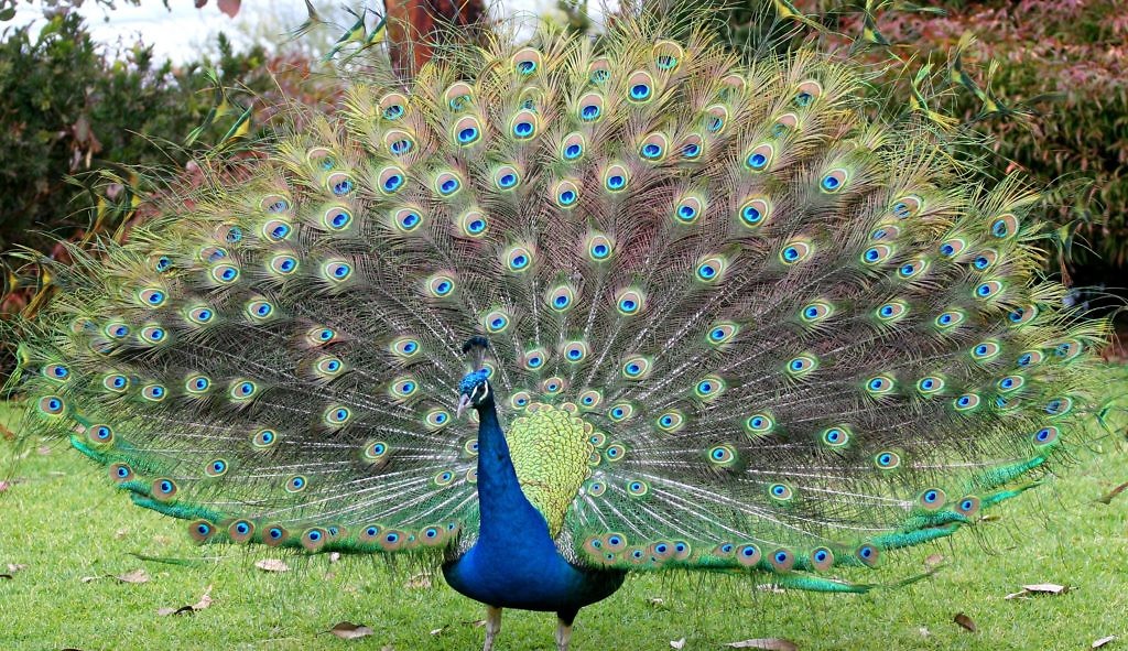 peacock